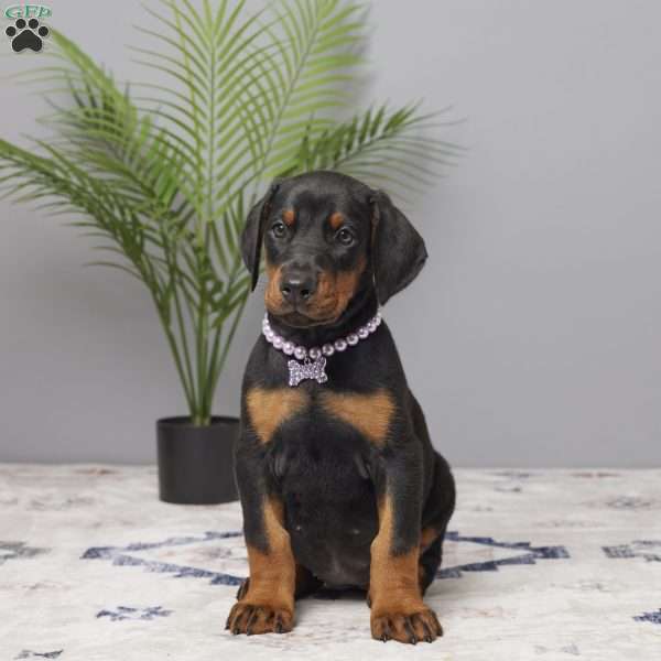 Daisy, Doberman Pinscher Puppy